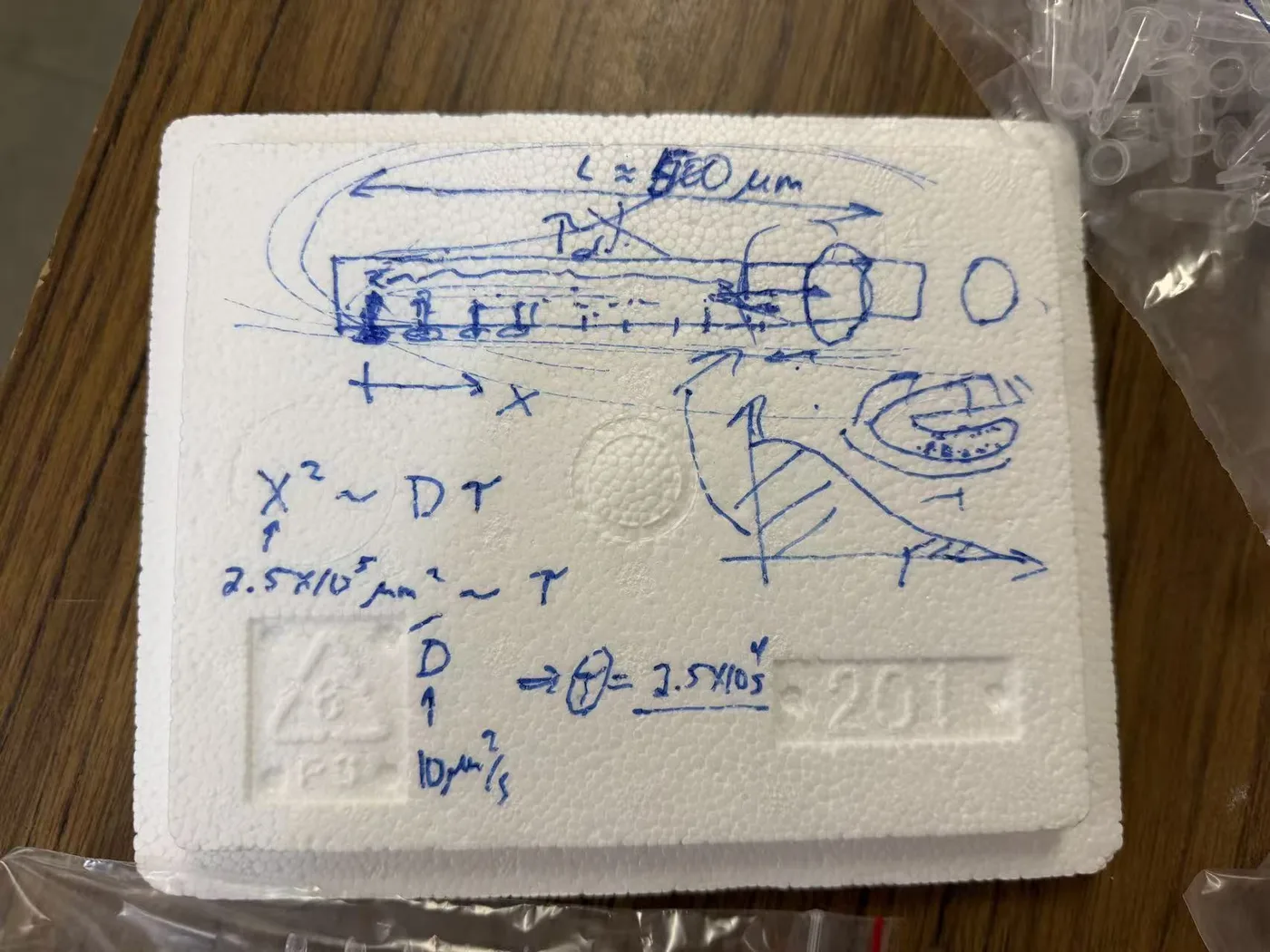 Ned Wingreen performing the classic “back of envelope” calculation for ribosome memory in zebrafish germ line cells with students from another project in Cliff’s group.