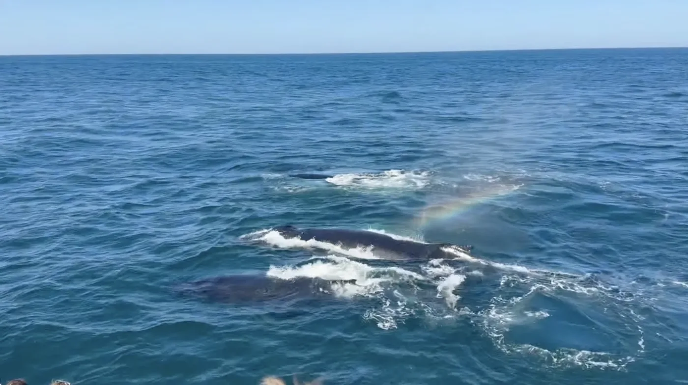 Whale-watching Sunday. I was the only person not to make it since I usually would get severely sea sick even after pills.